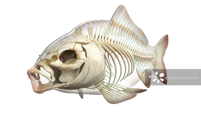 鱼类解剖结构图图片素材