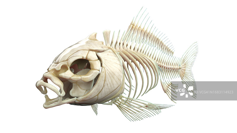 鱼类解剖结构图图片素材
