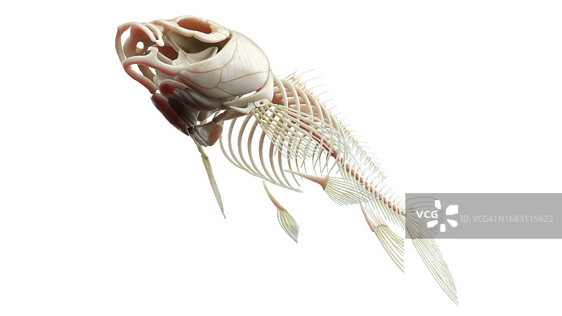 鱼类解剖结构图图片素材