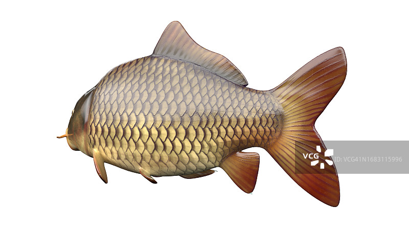 鱼类解剖结构图图片素材