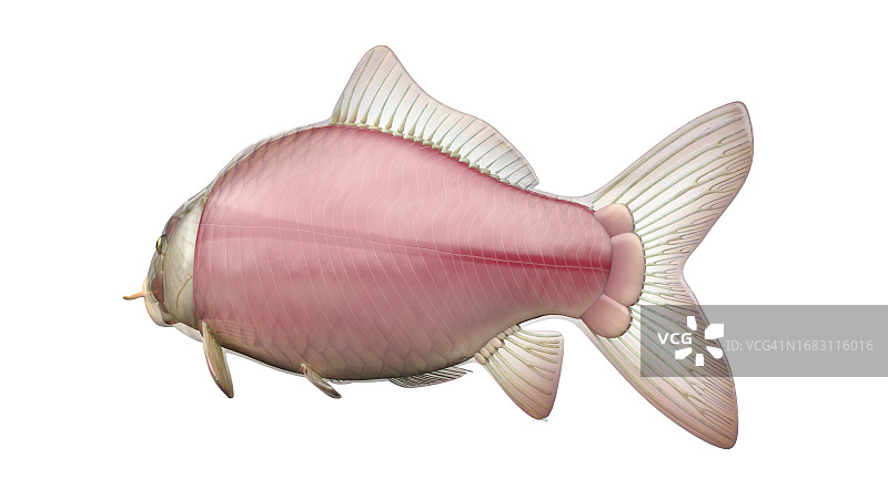 鱼类解剖结构图图片素材