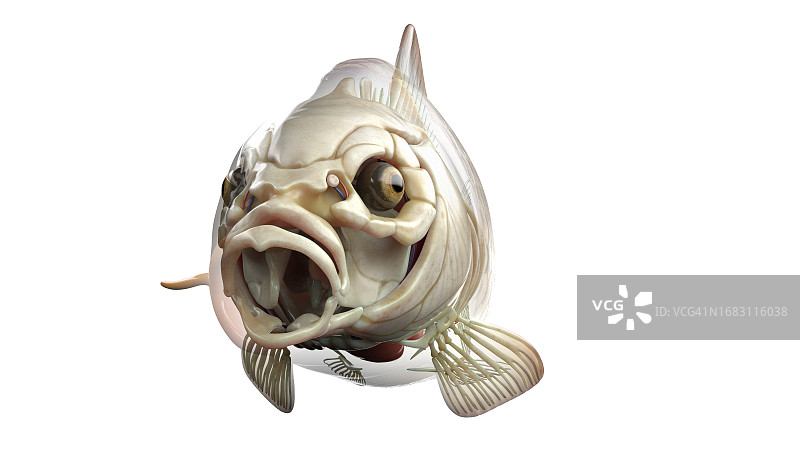 鱼类解剖结构图图片素材