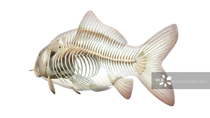 鱼类解剖结构图图片素材