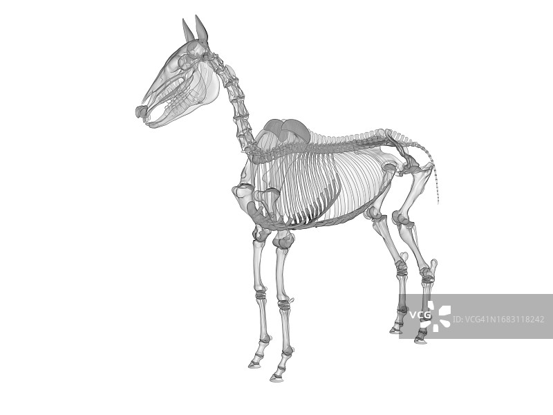 马骨架，插图图片素材
