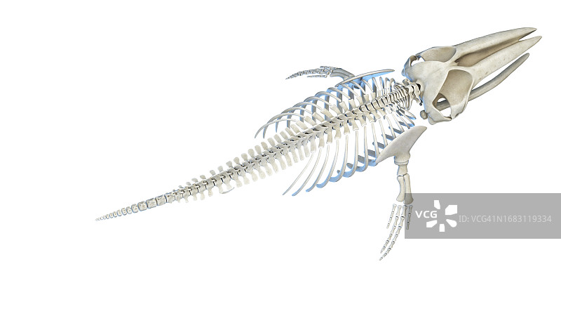 鲸鱼解剖结构图图片素材