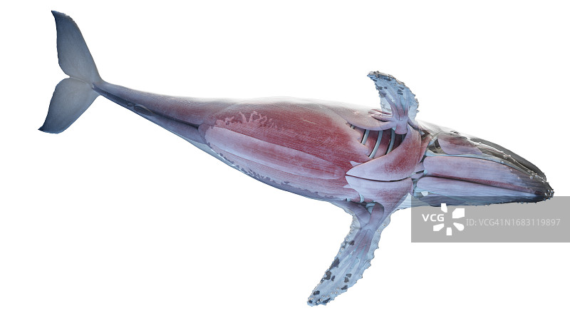 鲸鱼解剖结构图图片素材