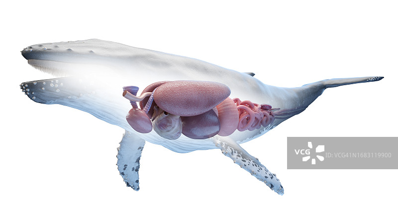 鲸鱼解剖结构图图片素材