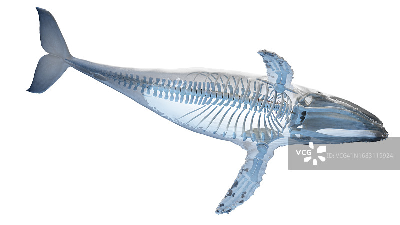 鲸鱼解剖结构图图片素材