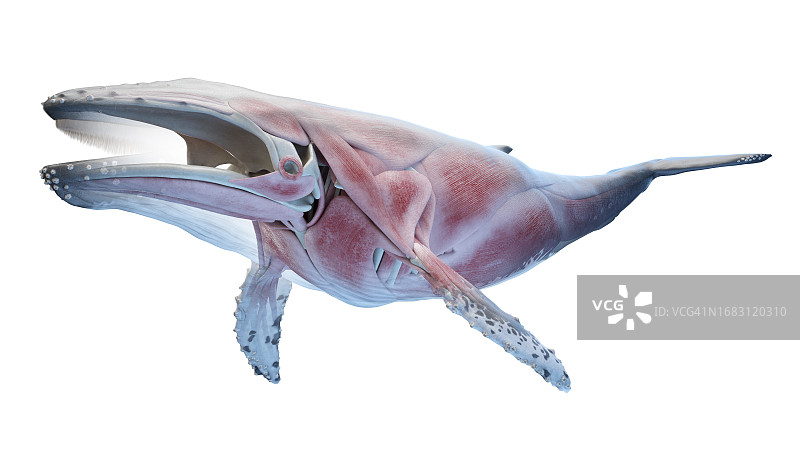 鲸鱼解剖结构图图片素材