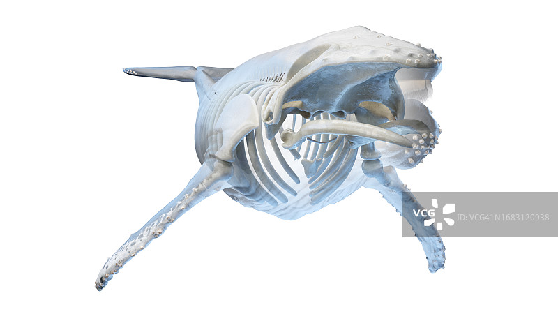 鲸鱼解剖结构图图片素材