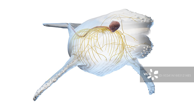 鲸鱼解剖结构图图片素材