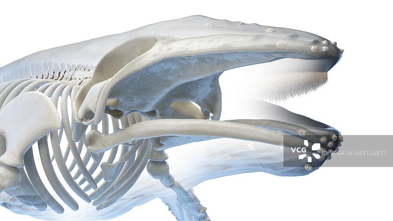 鲸鱼解剖结构图图片素材