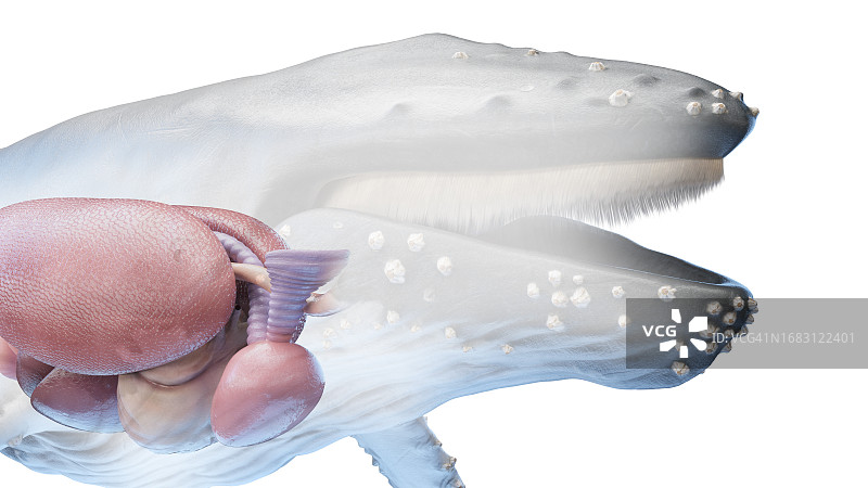 鲸鱼解剖结构图图片素材