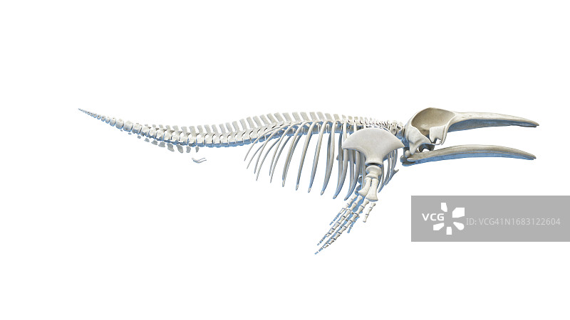 鲸鱼解剖结构图图片素材