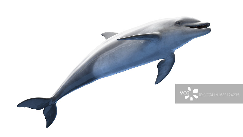 海豚插画图片素材