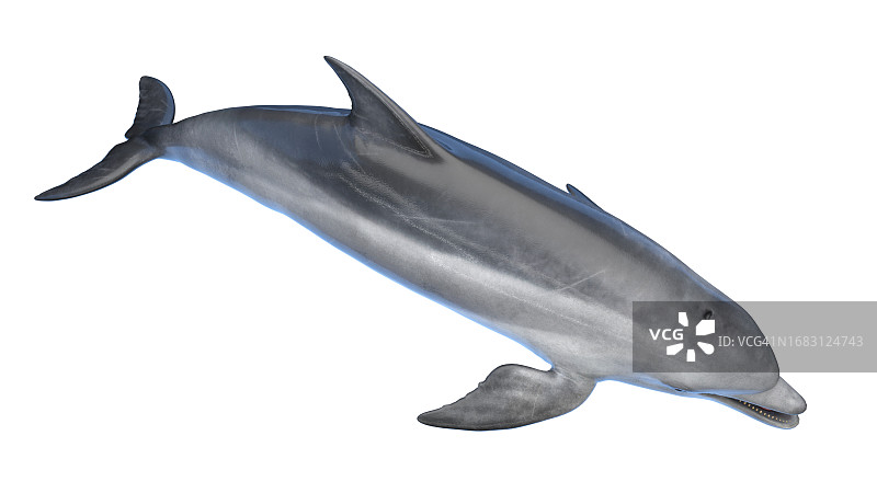 海豚插画图片素材