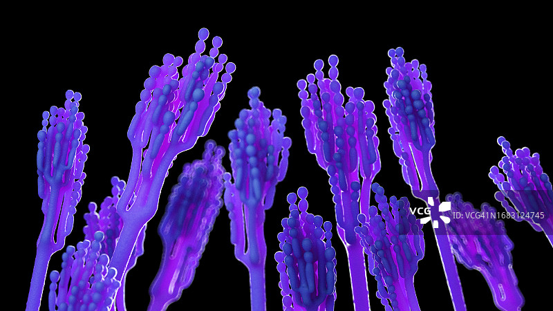 青霉菌插图图片素材