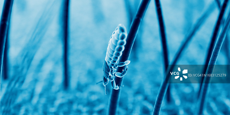 头虱插画图片素材