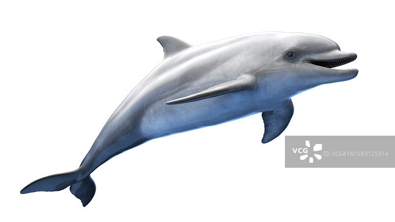 海豚插画图片素材