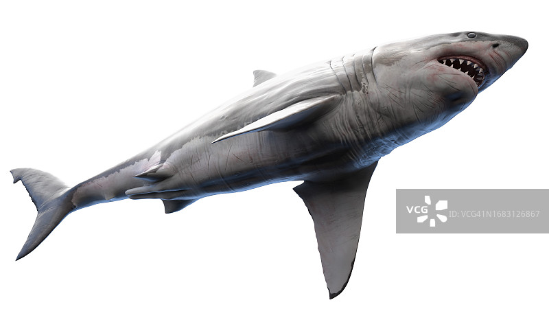 鲨鱼插画图片素材