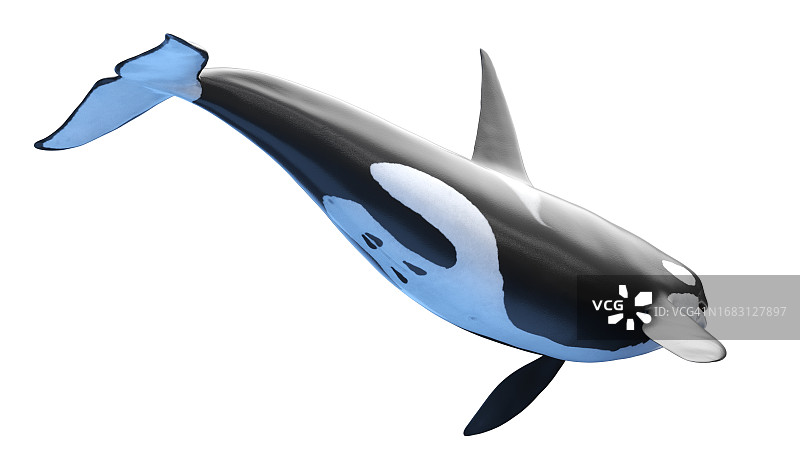 虎鲸插画图片素材