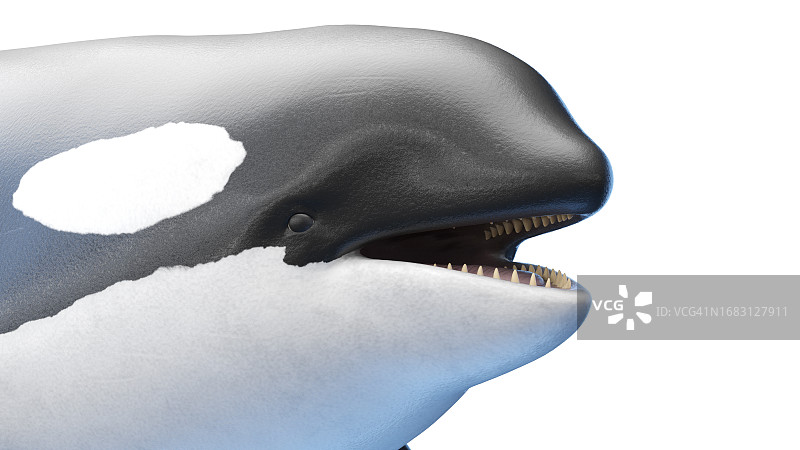 虎鲸插画图片素材