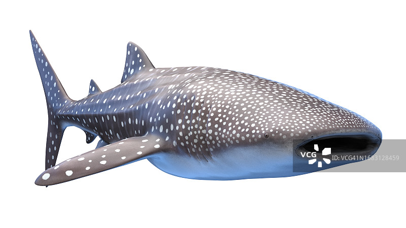 鲸鱼插画图片素材