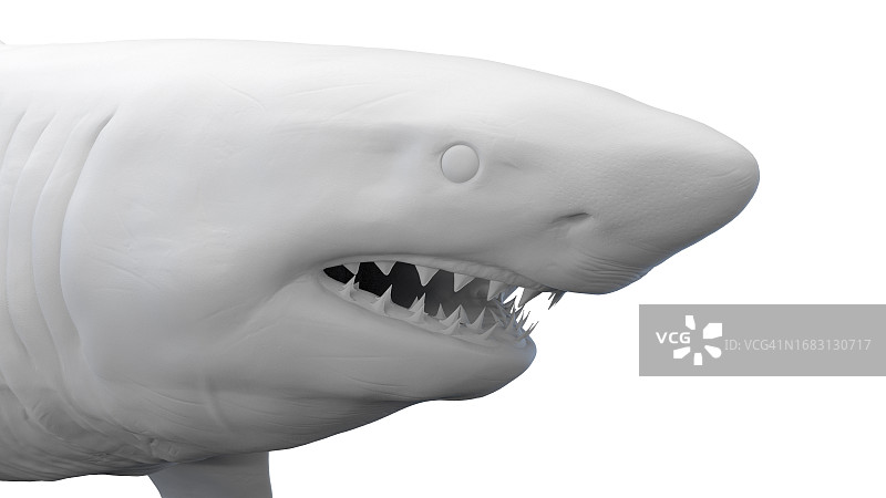 鲨鱼插画图片素材