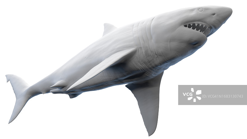 鲨鱼插画图片素材