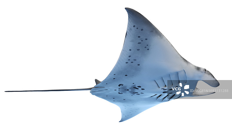 蝠鲼插画图片素材