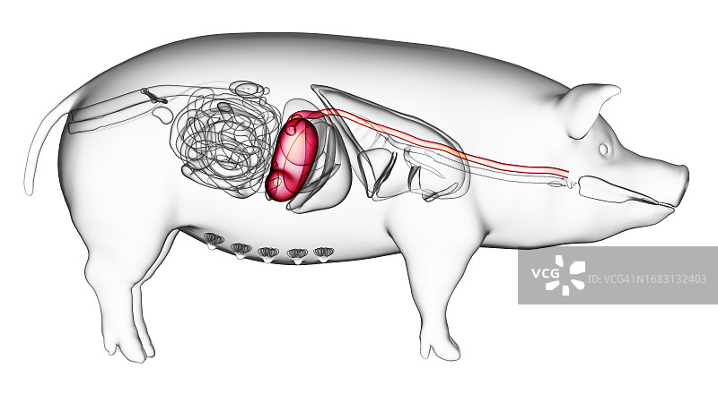 猪的胃部解剖结构图图片素材