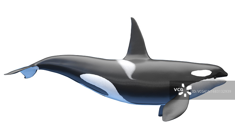 虎鲸插画图片素材