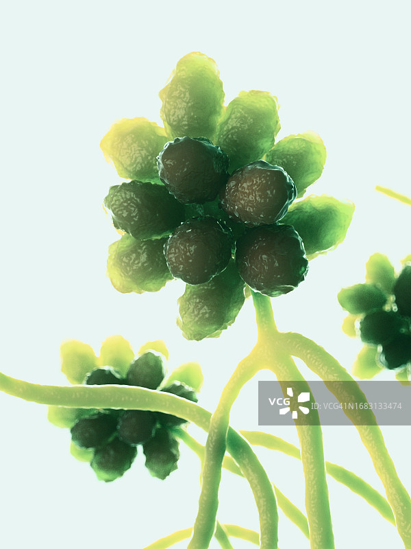 葡萄穗霉菌图片素材