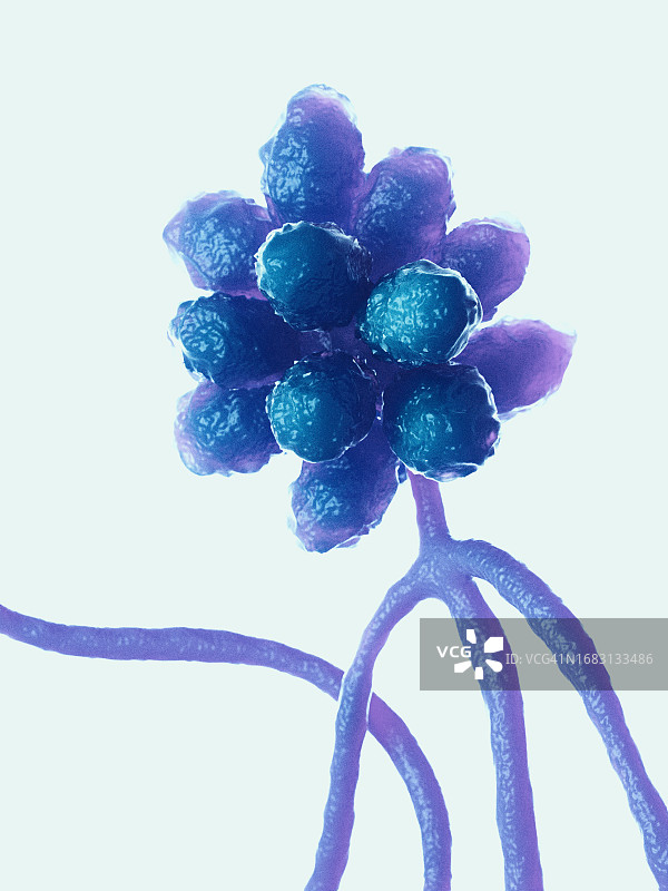 葡萄穗霉菌图片素材