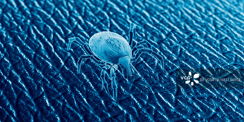 人皮肤上的蜱虫，插图图片素材