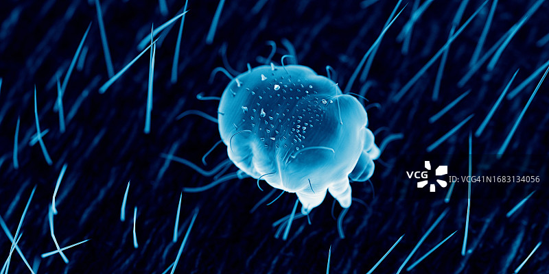 人体皮肤上的疥螨，图解图片素材