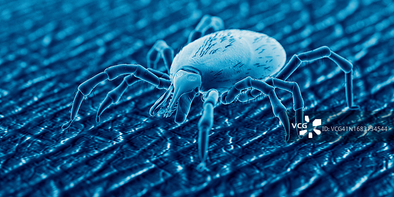 人皮肤上的蜱虫，插图图片素材