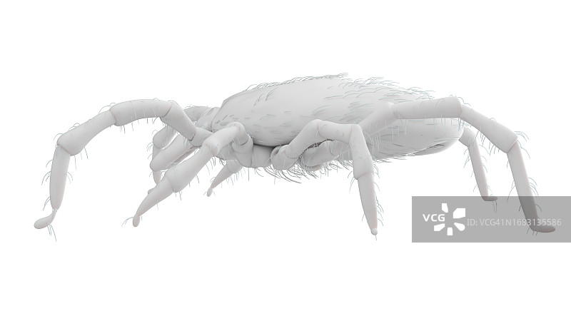 蜱虫插画图片素材