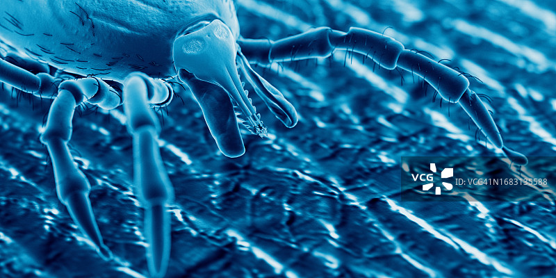 人皮肤上的蜱虫，插图图片素材