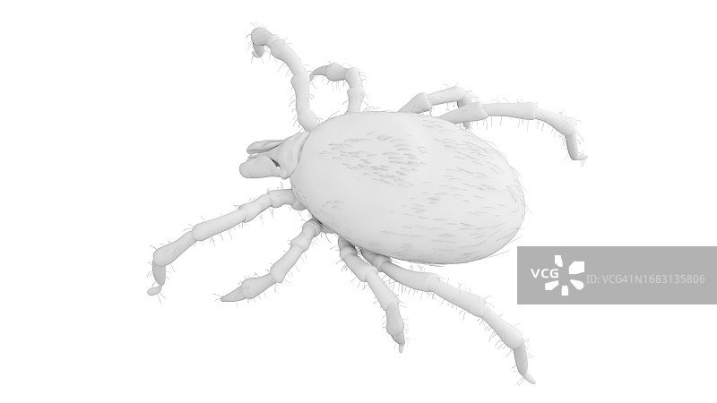 蜱虫插画图片素材