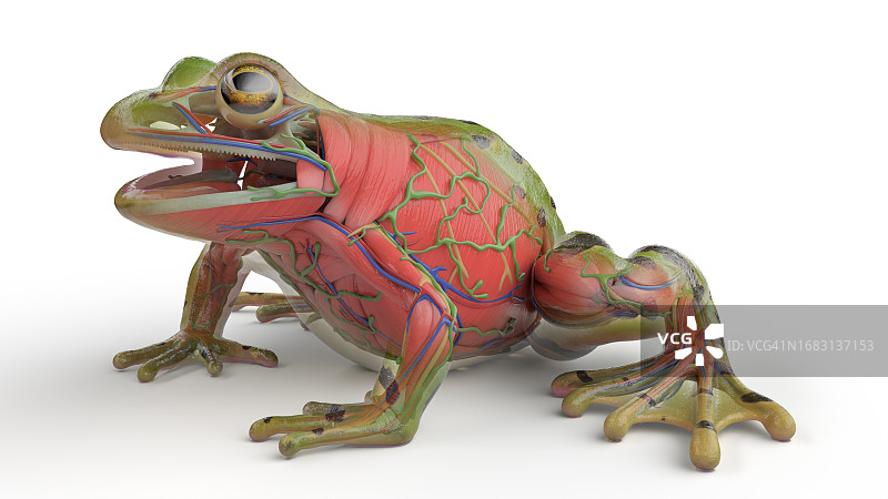 青蛙的肌肉系统图图片素材