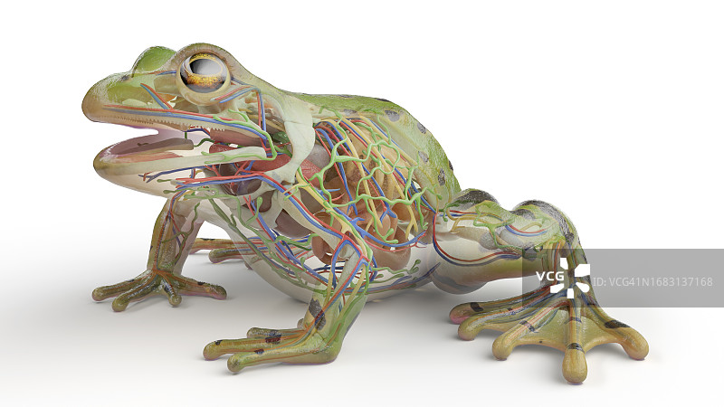 青蛙内脏结构图图片素材