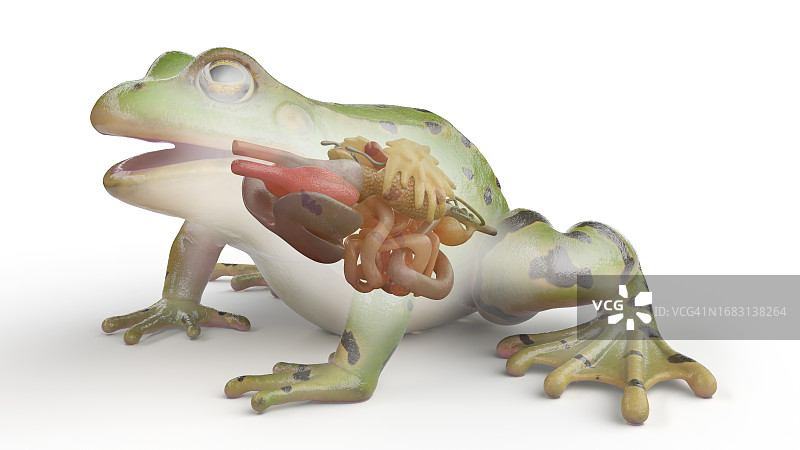 青蛙内脏结构图图片素材