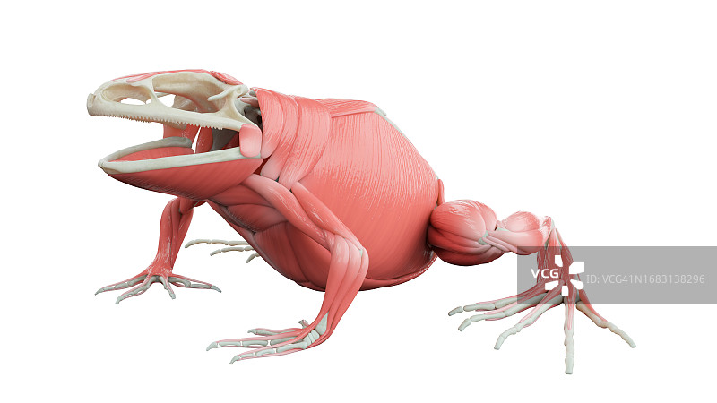 青蛙的肌肉系统图图片素材