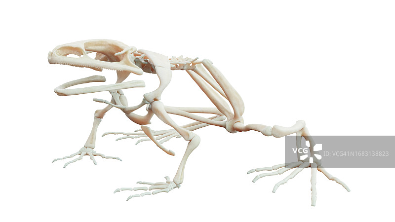 青蛙骨骼系统插画图片素材