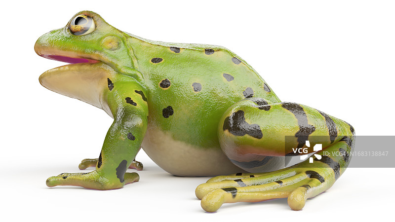 蛙皮纹理插画图片素材