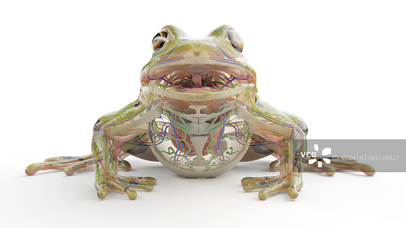 青蛙内脏结构图图片素材