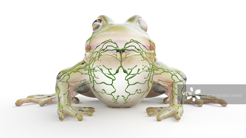 青蛙的淋巴系统图图片素材