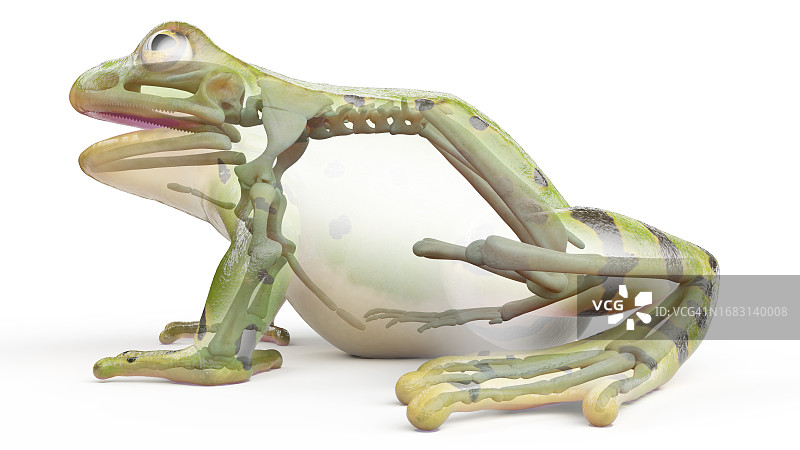 青蛙骨骼系统插画图片素材