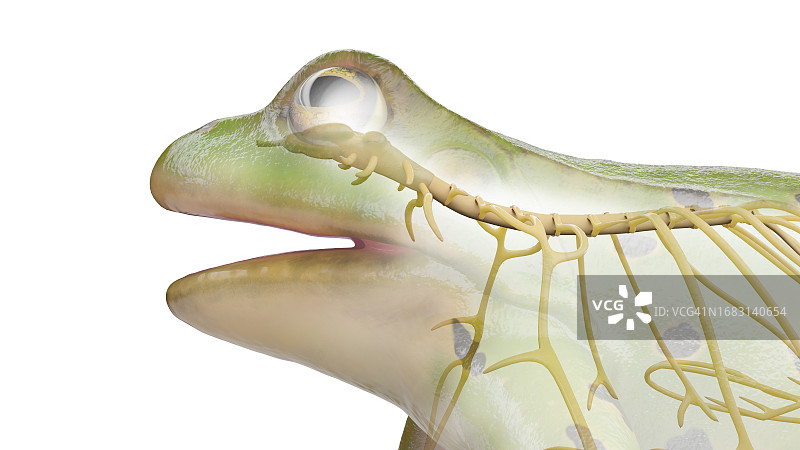 青蛙的神经系统图示图片素材